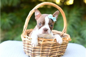 Tizzy - puppy for sale