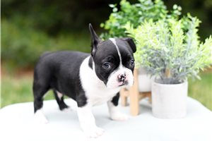 Kaelyn - Boston Terrier for sale