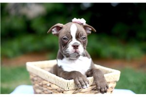 Odessa - Boston Terrier for sale