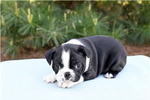 Beck - puppy for sale