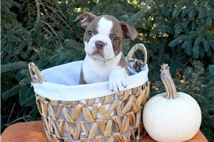 Maestro - puppy for sale