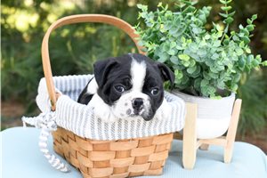 Beck - Boston Terrier for sale