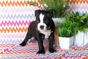Oliver - Boston Terrier for sale