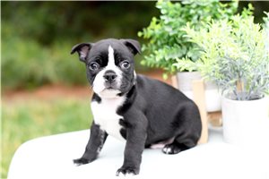 Kado - Boston Terrier for sale