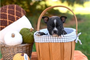 MacGregor - puppy for sale