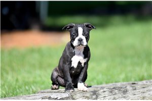 Tink - Boston Terrier for sale