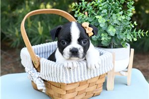 Bibi - puppy for sale