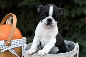 Mickey - puppy for sale