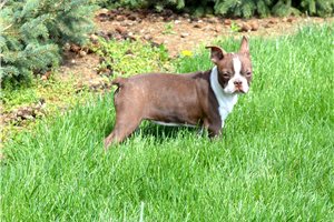 Jasmine - Boston Terrier for sale