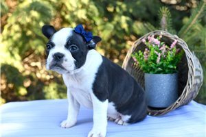 Ophelia - puppy for sale