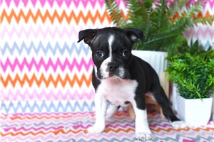 Otis - puppy for sale