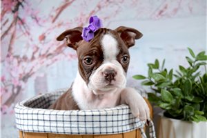 June - Boston Terrier for sale