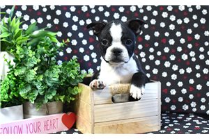 Oakland - Boston Terrier for sale