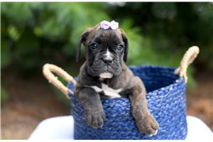 Vivienne - Boxer, placed in South Bend / Michiana