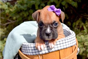 Addie - Boxer for sale