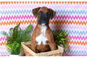Newman - Boxer for sale