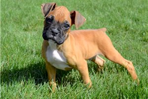 Arnold - Boxer for sale