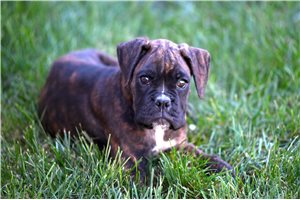 Diamond - Boxer for sale