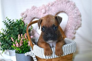 Newman - Boxer for sale