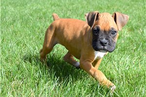 Arnold - puppy for sale