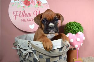Edmond - puppy for sale