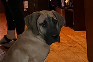 South - Great Dane for sale