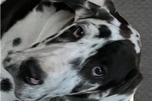 Spring - Great Dane for sale