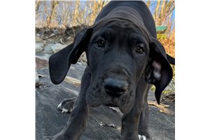 Kimberly - Great Dane for sale