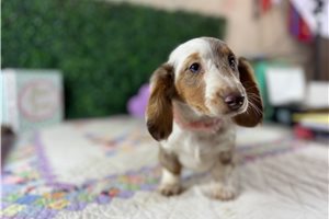 Della - puppy for sale