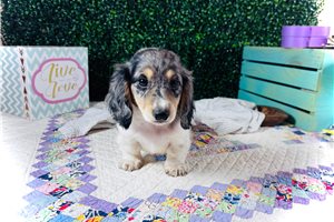 Keanu - Dachshund, Mini for sale