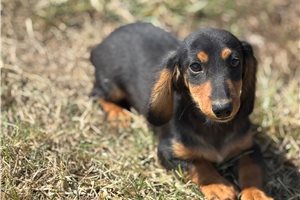 Gavin - Dachshund, Mini for sale