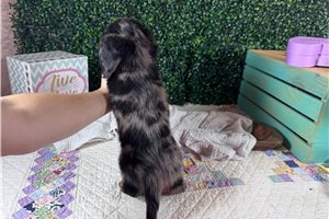 Keen - Dachshund, Mini for sale