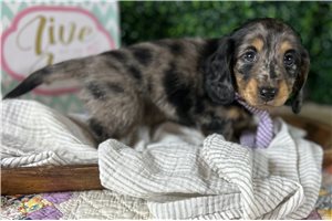 Keen - Mini Dachshund for sale