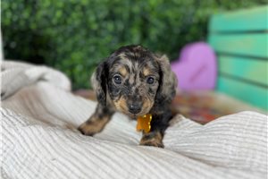 Oliver - Dachshund, Mini for sale
