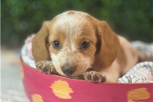 Giselle - puppy for sale