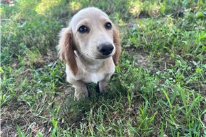 Karl - puppy for sale
