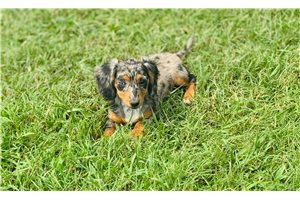 Gina - puppy for sale