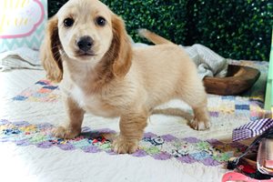 Karl - Dachshund, Mini for sale