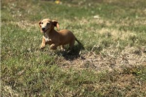 Gwendolyn - Dachshund, Mini for sale
