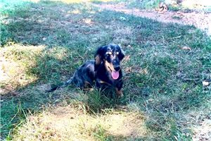 Keen - Dachshund, Mini for sale