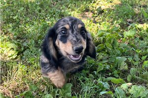 Keen - Dachshund, Mini for sale