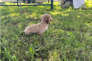 Karl - puppy for sale