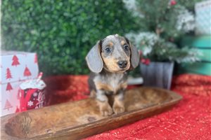 Dulce - puppy for sale