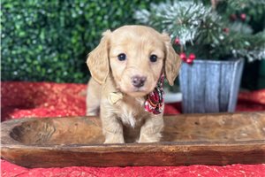 Alicia - Dachshund, Mini for sale