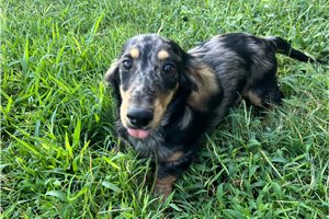 Keen - Mini Dachshund for sale