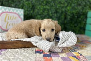 Karl - puppy for sale