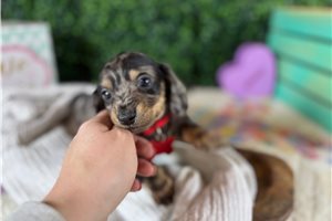 Oscar - Dachshund, Mini for sale