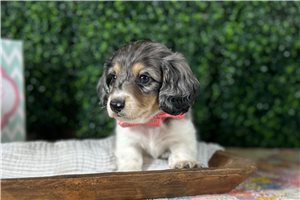 Keanu - puppy for sale