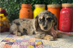 Gabriella - Dachshund, Mini for sale