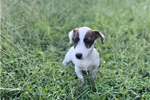 Jaxton - puppy for sale